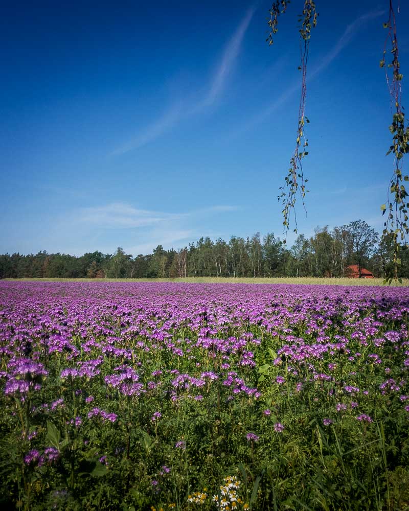 Field of purple flowers